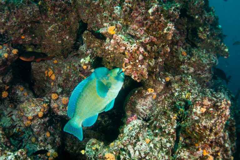 Un poisson perroquet bossu (Scarus perrico) mange du corail dans les eaux des Galápagos - Calipso avec Nature Experience