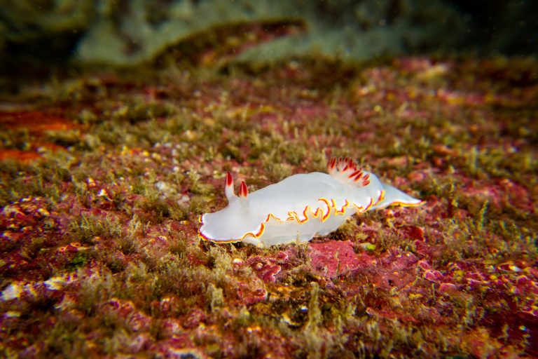 Un nudibranche de la famille des Dorides, Galápagos - Calipso avec Nature Experience