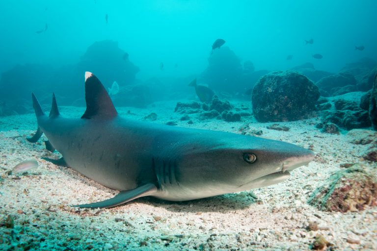 Des requins corail (Triaenodon obesus) se reposent sur un fond de sable, Galápagos - Baltra Nord - Tiburon Explorer avec Nature Experience