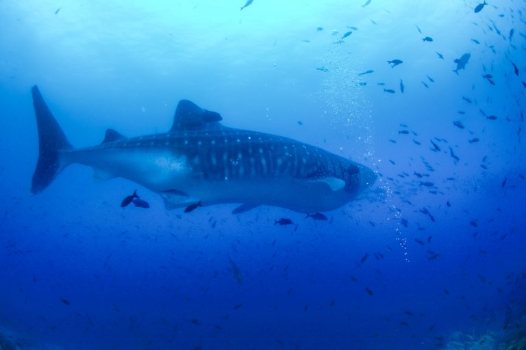 Le requin baleine (Rhincodon typus), Galápagos - Darwin - Calipso avec Nature Experience