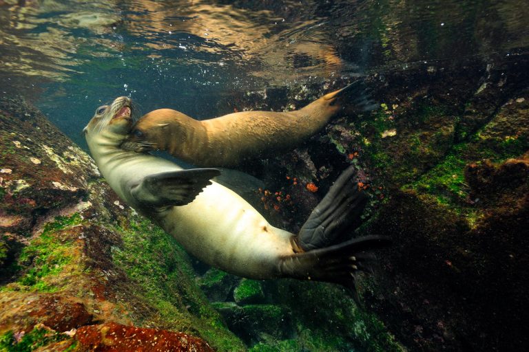 Deux otaries jouent sous l'eau aux Galápagos - Bienvenue dans le monde de Charles Darwin - Galapagos Sky avec Nature Experience