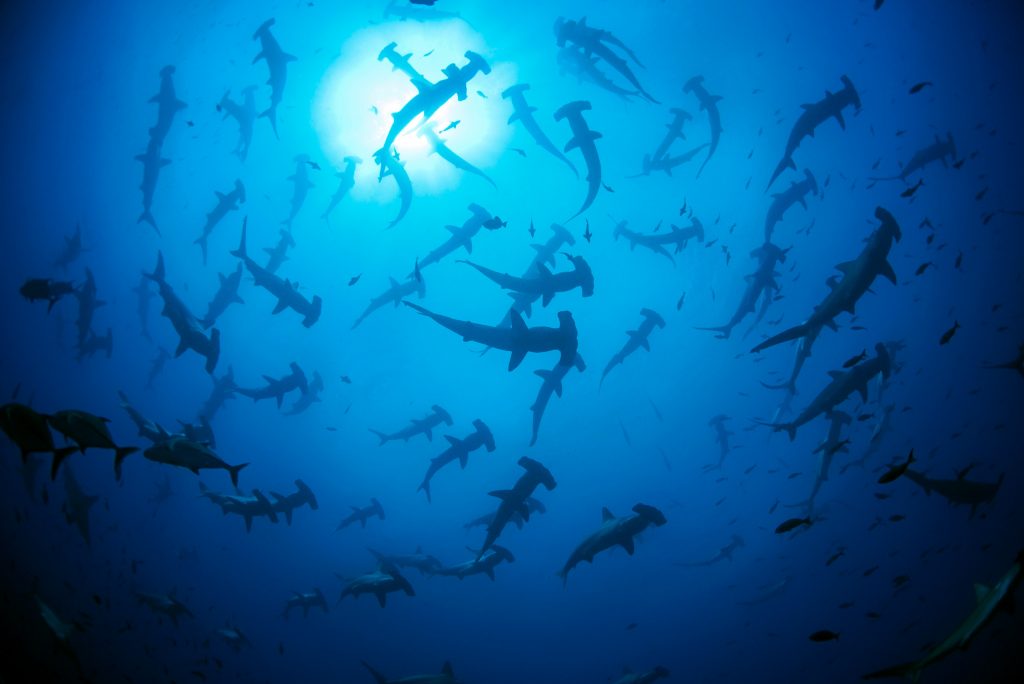 Grand groupe de Requin-marteau halicorne (Sphyrna lewini), Galápagos