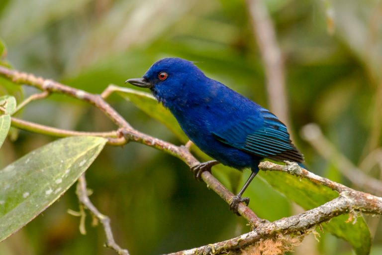 The rare Indigo Flowerpiercer (Diglossa indigotica) - Mashpi Amagusa Reserve - In the heart of the Andean Chocó - Slow Birding with Nature Experience