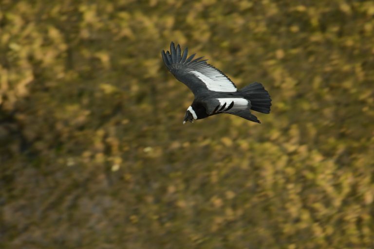 Le mythique Condor des Andes (Vultur gryphus) en vol, Equateur - Antisana - Papallacta - Du Chocó au Yasuni avec Nature Experience