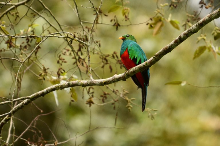 Un Quetzal doré (Pharomachrus auriceps), Equateur - Alambi – Vallée de Tandayapa - Équateur, Nature insolite avec Nature Experience
