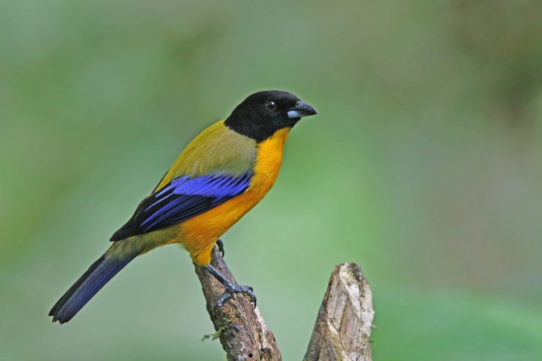 A Black-chinned Mountain-Tanager (Anisognathus notabilis), Ecuador - Mashpi Amagusa Reserve - In the heart of the Andean Chocó - Slow Birding with Nature Experience