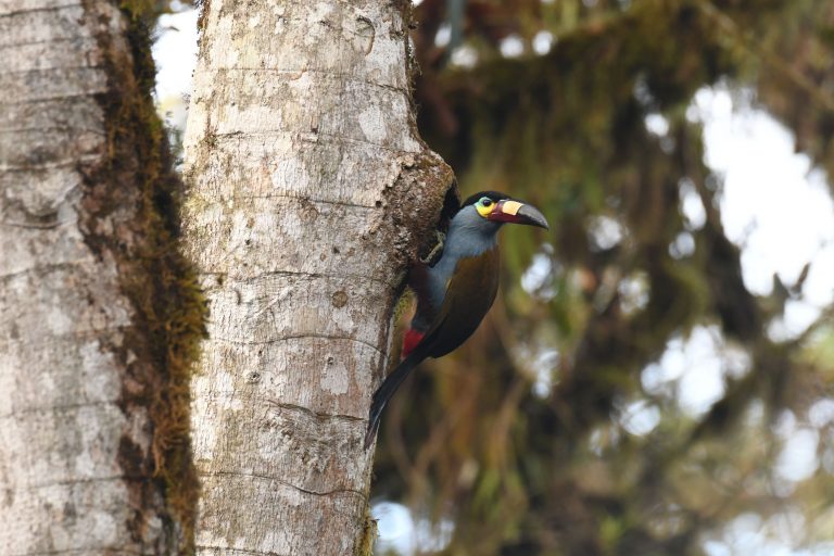 Un Toucan montagnard (Andigena laminirostris), Equateur - Paz De Las Aves – Milpe – Sachatamia - Du Chocó au Yasuni avec Nature Experience