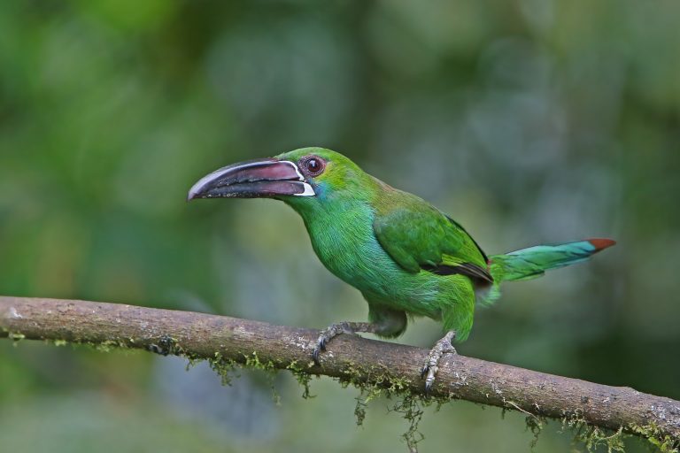 Crimson-rumped Toucanet (Aulacorhynchus haematopygus) - Sachatamia - Santa Rosa - In the heart of the Andean Chocó - Slow Birding with Nature Experience