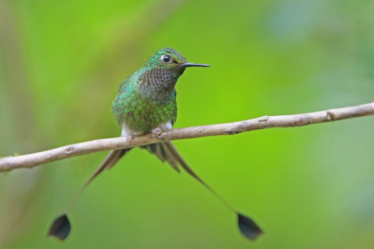 A White-booted racket-tail (Ocreatus underwoodii) and its typical tail, Ecuador - Quito - Alambi - Tandayapa valley - In the heart of the Andean Chocó - Slow Birding with Nature Experience