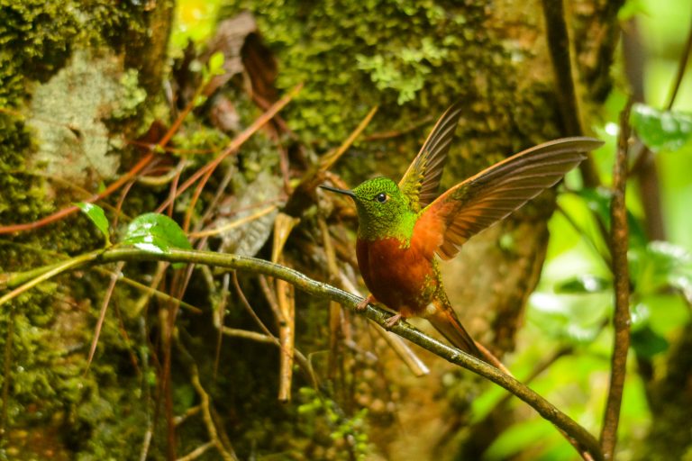 A Chestnut-breasted Coronet (Boissonneaua matthewsii), Ecuador - Papallacta - Guango - San Isidro - The cinnamon route with Nature Experience