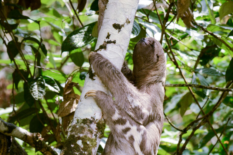 Brown-throated sloth (Bradypus variegatus) - The Siona community in Puerto Bolivar - Journey to the middle of the world with Nature Experience