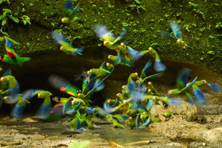 Destination Voyages en Equateur - L’Amazonie en aquarelle avec Nature Experience