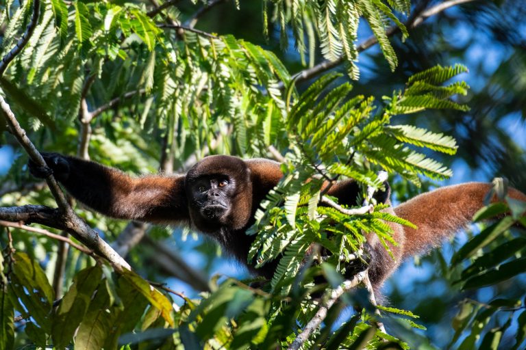 Common woolly monkey (Lagothrix lagotricha) in the Amazon - Terra Firme - Nicky Amazon Lodge - Cuyabeno Wildlife Reserve with Nature Experience
