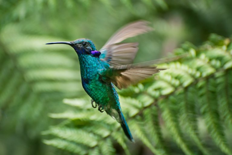 Colibri Anaïs (Colibri coruscans) en vol - Arrivée en Équateur - Quito - Du Chocó au Yasuni avec Nature Experience