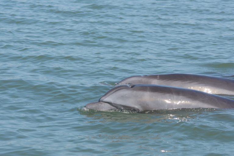 Les grands dauphins (Tursiops truncatus) peuvent facilement être observés dans l'estuaire du fleuve Guayas à Posorja - Chapitre 3 : des bulles et des bosses ! - Posorja - Puerto Lopez - Une histoire de Vacances en famille avec Nature Experience