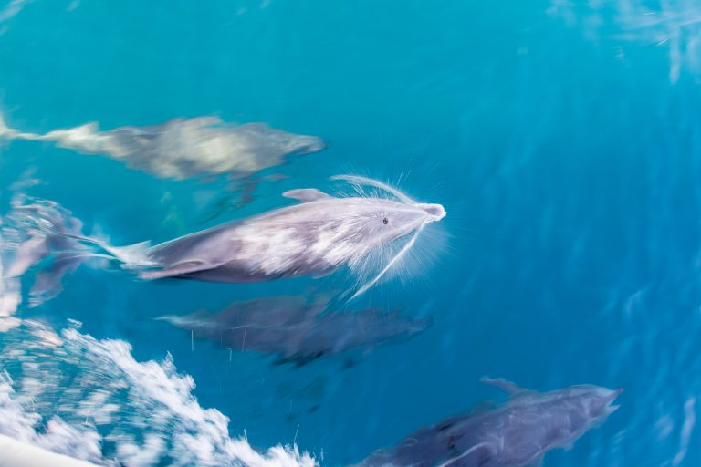 Groupe de dauphins jouant dans la vague provoquée par le bateau lors d'une traversée entre îles aux Galápagos - Île Santa Cruz : Cerro Dragon - Île Santiago : Baie Sullivan - Croisière spéciale photo aux Galápagos avec Nature Experience