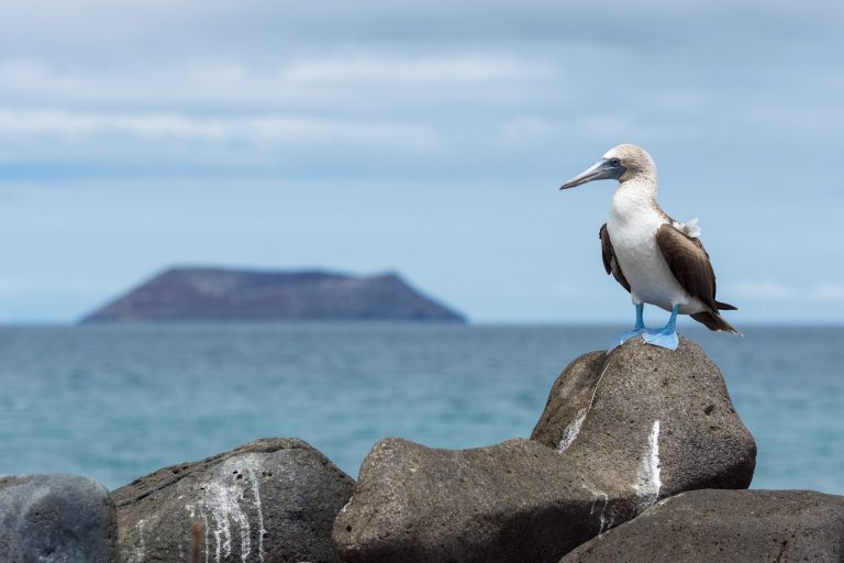Flight to the Galapagos - Journey to the middle of the world with Nature Experience