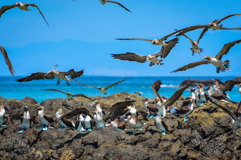 Fous à pieds bleus sur l'île de la Plata - Seymour Norte - Aéroport de Baltra - Guayaquil - Croisière spéciale photo aux Galápagos avec Nature Experience