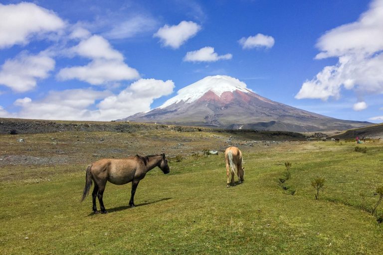 Day excursion to the Cotopaxi National Park - Into the shadow of the giant in Cotopaxi National Park with Nature Experience