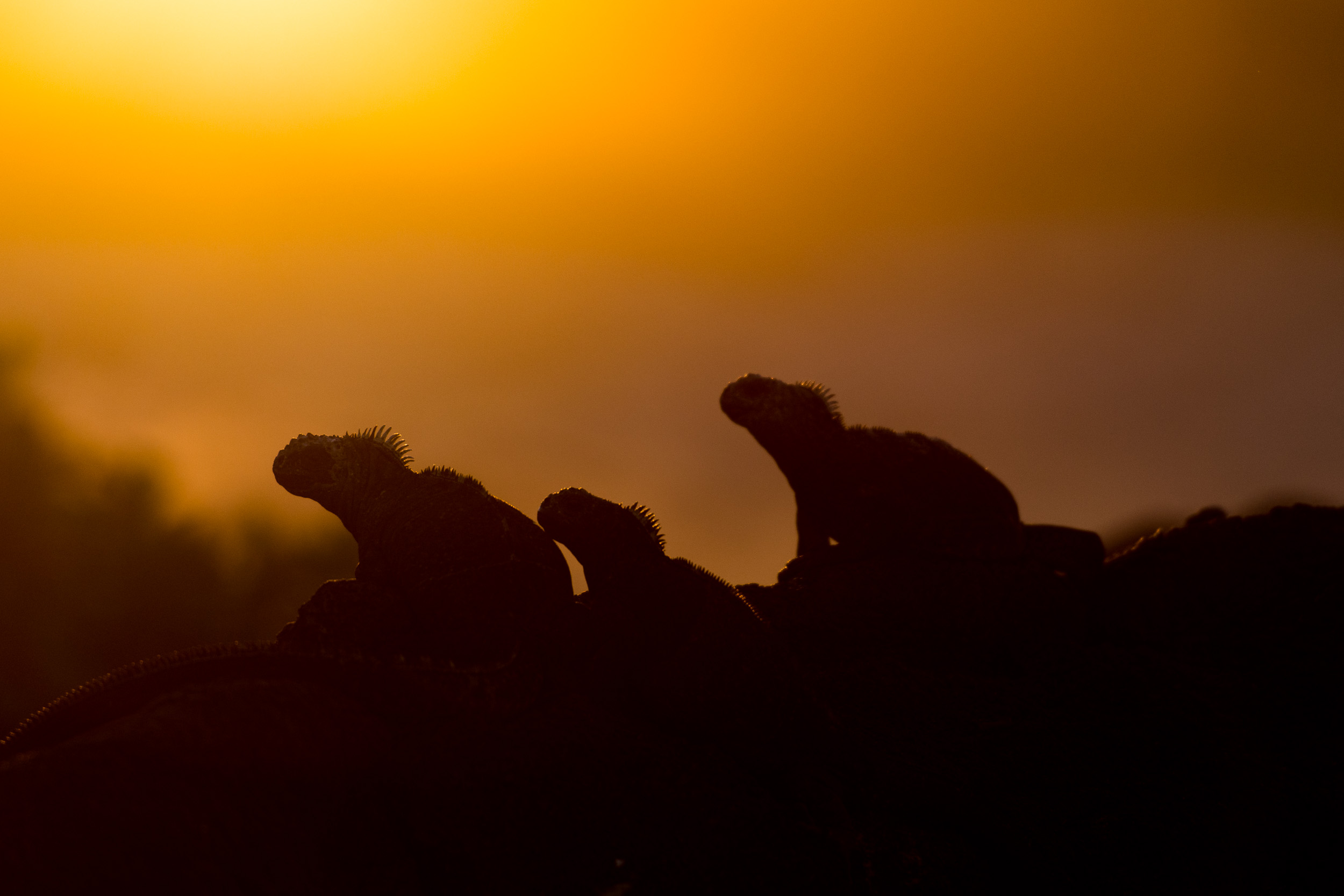 Croisière spéciale photographie aux Galápagos