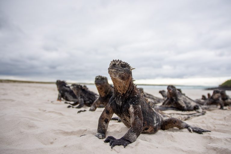Destination Voyages aux Galápagos - Terre de feu et lézards de lave avec Nature Experience