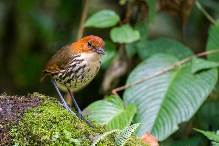 Grallaire à tête rousse (Grallaria ruficapilla) - Chocó Bird Reserve – San Tadeo - Du Chocó au Yasuni avec Nature Experience