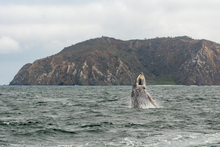Un jeune baleineau de Baleine à bosse (Megaptera novaeangliae) saute avec l'île de Salango en arrière plan - Puerto Lopez à Isla de la Plata - Aventures naturalistes en famille avec Nature Experience
