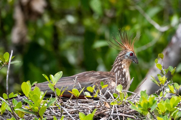 Hoazin huppé (Opisthocomus hoazin) au nid - Sani Lodge – Iles du Napo - Du Chocó au Yasuni avec Nature Experience