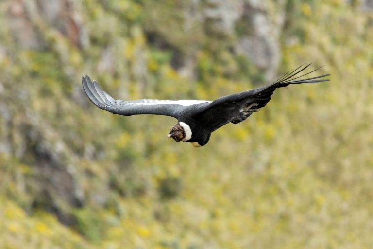 Condor des Andes (Vultur gryphus) - Volcan Antisana - Aventures naturalistes en famille avec Nature Experience