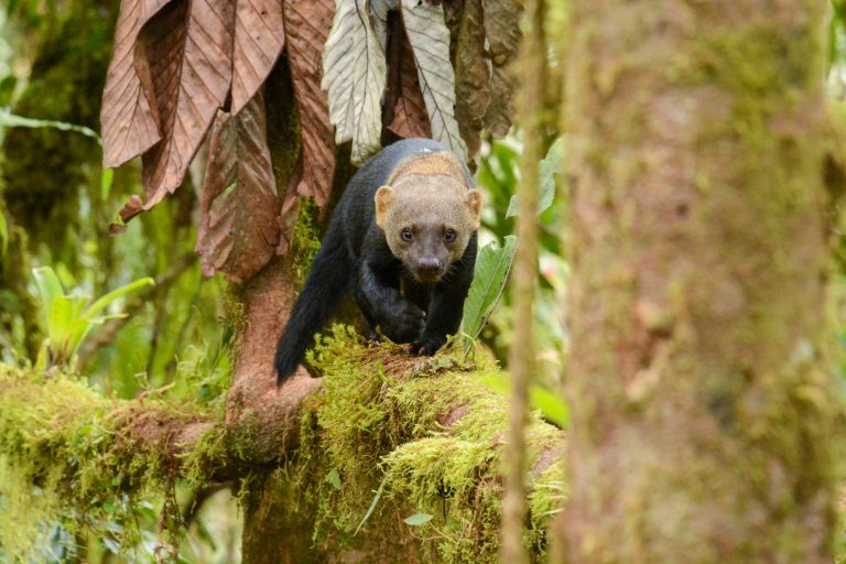 La Martre à tête grise (Eira barbara) est partiellement arboricole - Forêts de nuages - Équateur, Nature insolite avec Nature Experience