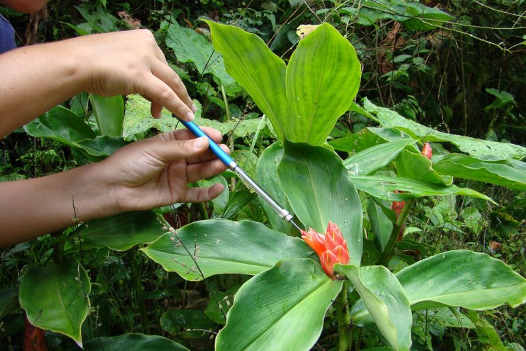 Voyages scientifiques en Amérique du Sud - Un peu du Chocó équatorien avec Nature Experience