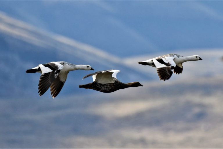 El Calafate - La Angostura - Birds from the end of the world with Nature Experience