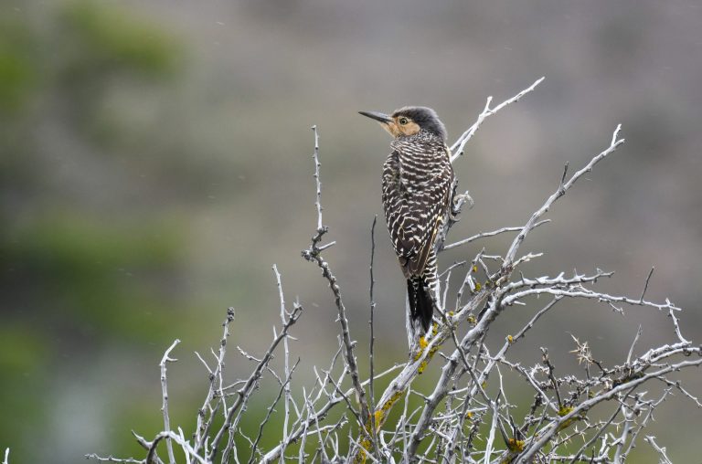 Strobel - El Chalten - Birds from the end of the world with Nature Experience