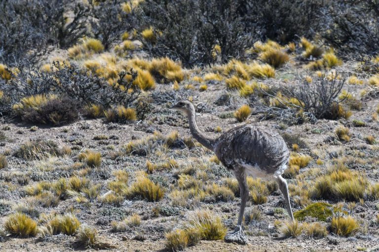 Lesser Rhea (Rhea pennata) - Fitz Roy - Birds from the end of the world with Nature Experience