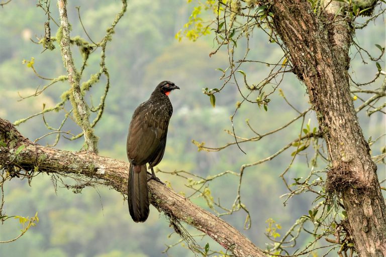 Dusky-legged guan (Penelope obscura) - Semidouro Road - Pantanal and Atlantic Forest with Nature Experience