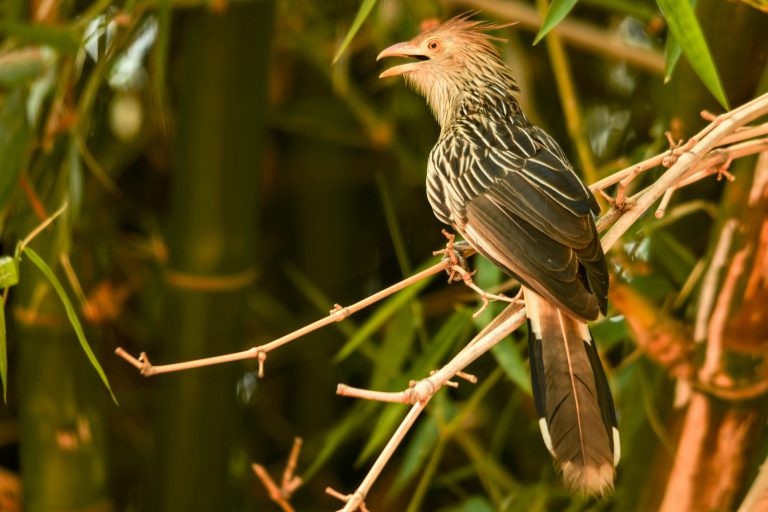 Guira cuckoo (guira guira) - Arrival in Sao Paolo - Cuiaba - Pantanal and Atlantic Forest with Nature Experience