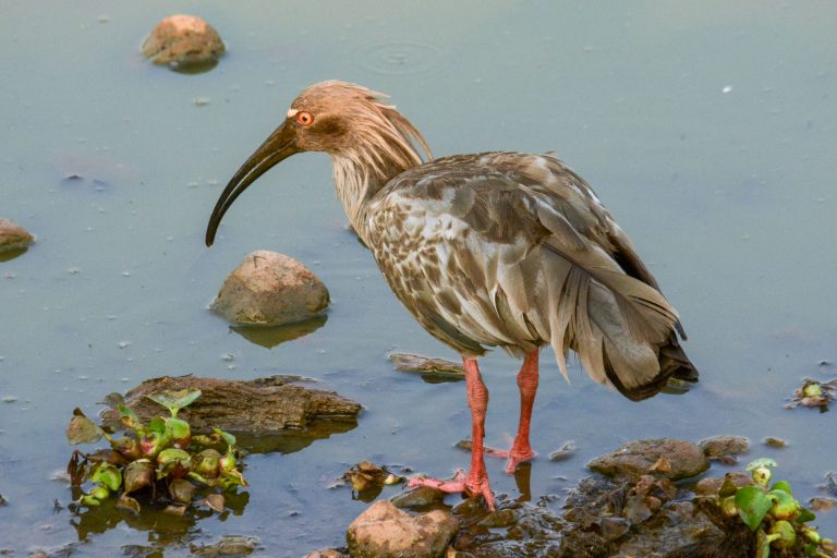 Ibis plombé (Theristicus caerulescens) - Porto Jofre – Rio Claro - Pantanal et Mata Atlantica avec Nature Experience