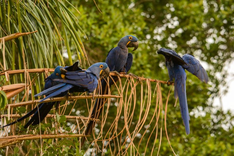 Voyages ornithologiques en Amérique du Sud - Pantanal et Mata Atlantica avec Nature Experience