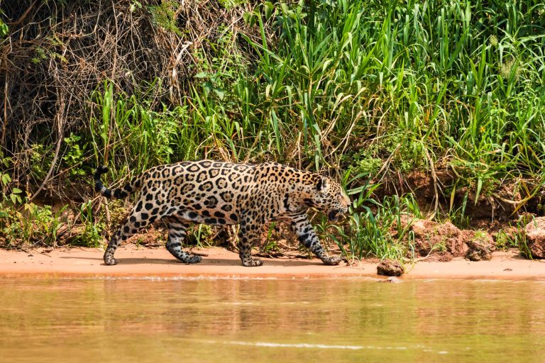 A la découverte du jaguar - Par Nature Experience
