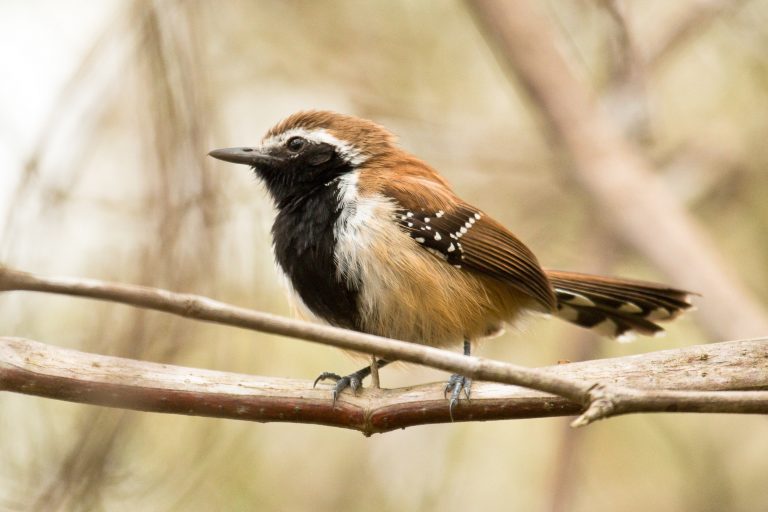 Rusty-backed antwren (Formicivora rufa) - Itororo - Pantanal and Atlantic Forest with Nature Experience