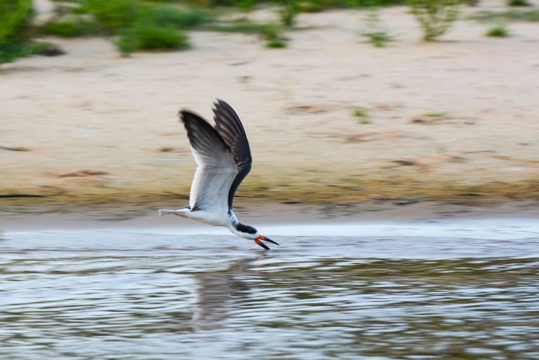 Black skimmer (Rynchops niger) - Piuval - Cuiabá - Pantanal and Atlantic Forest with Nature Experience