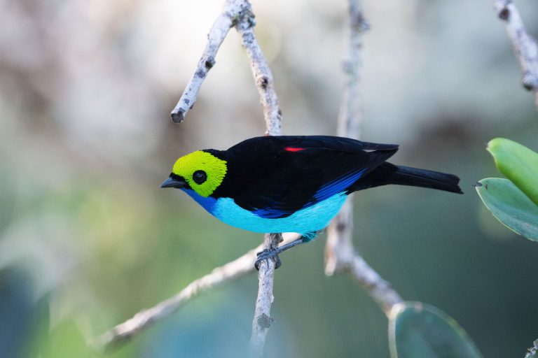Histoires de plumes : projet de suivi des oiseaux - Station Biologique du Tiputini avec Nature Experience
