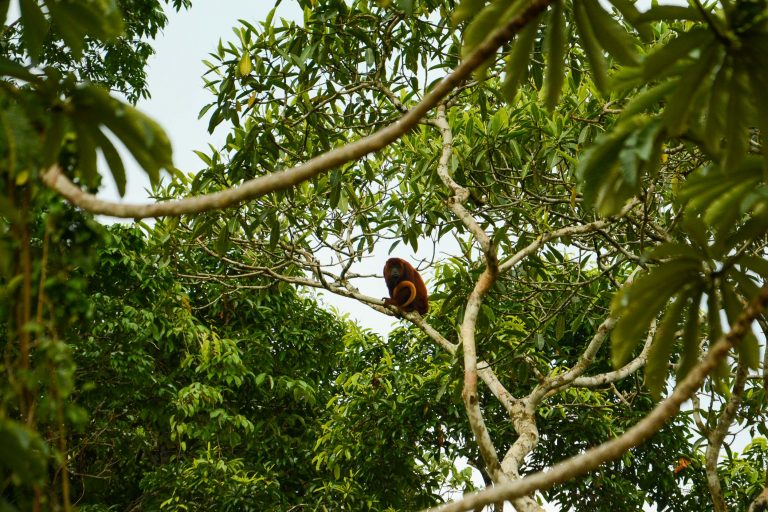 Tiputini, vers le cœur de l'Amazonie - L'Amazonie en aquarelle avec Nature Experience