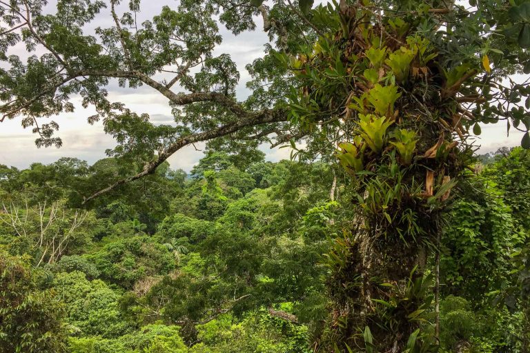 Destination Voyages en Equateur - Station Biologique du Tiputini avec Nature Experience