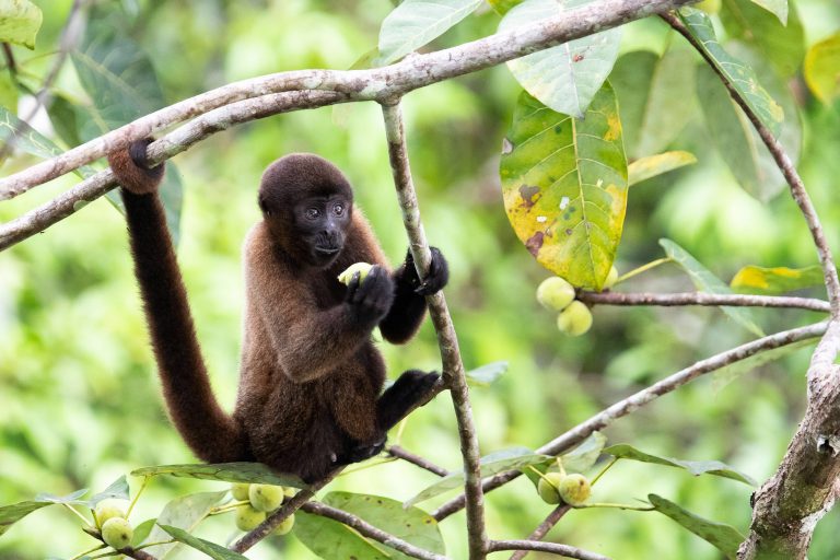 Sur les traces de nos plus proches parents : projet primates - Station Biologique du Tiputini avec Nature Experience