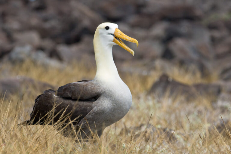 Albatros des Galapagos (Phoebastria irrorata) - Île Española : Baie Gardner - Îlot Osborn - Cap Suarez - Croisière spéciale photo aux Galápagos avec Nature Experience