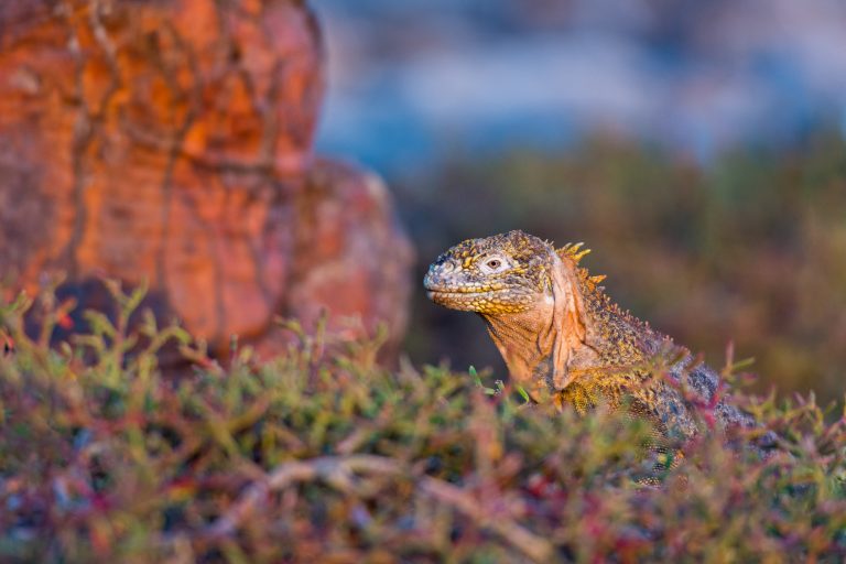 Île Plaza Sur - Île Santa Fe - Croisière spéciale photo aux Galápagos avec Nature Experience