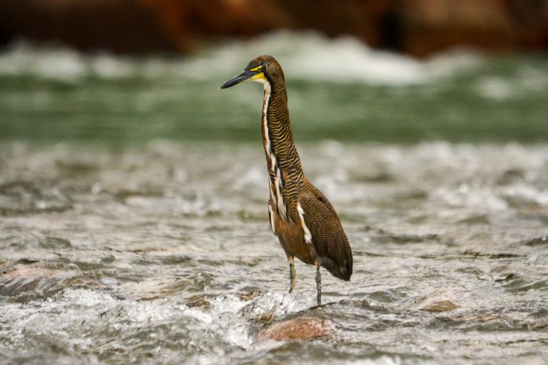 Rufescent tiger-heron (Tigrisoma lineatum) - Manu Wildlife Center – Puerto Maldonado – Lima - Southern Peru, between stones and feathers with Nature Experience