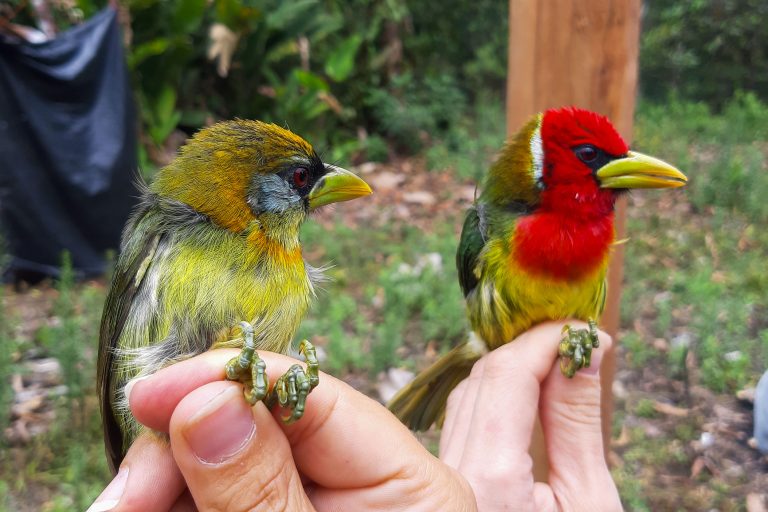 Baguage et études polliniques sur les colibris - Un peu du Chocó équatorien avec Nature Experience