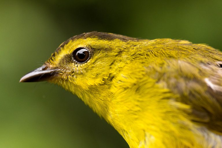 Arrivée à la réserve - introduction au suivi oiseaux - Un peu du Chocó équatorien avec Nature Experience